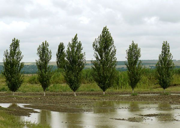 TOPOLA czarna / Populus nigra.  Komponent preparatów do masażu koni.