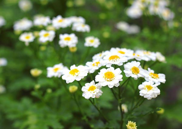 PYRETRYNA - naturalny składnik zwalczający i odstraszający owady i jej pochodna PERMETRYNA