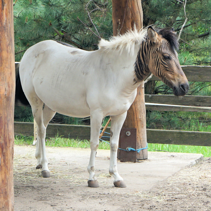 Dlaczego derki i maski w cętki działają? Naukowe podstawy wzorów zwierzęcych w walce z owadami