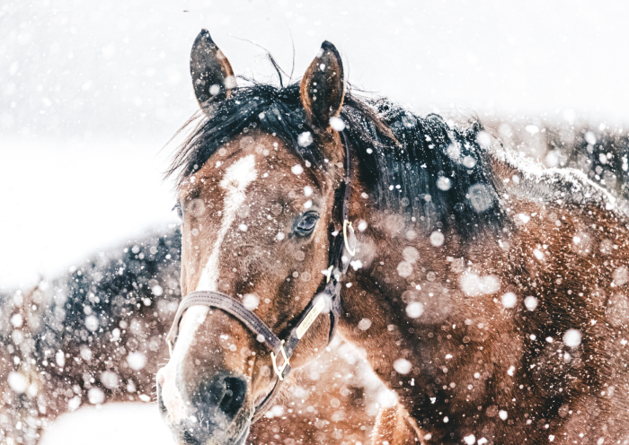 Jak przygotować stajnię na zimę? Praktyczna lista kontrolna dla właścicieli koni