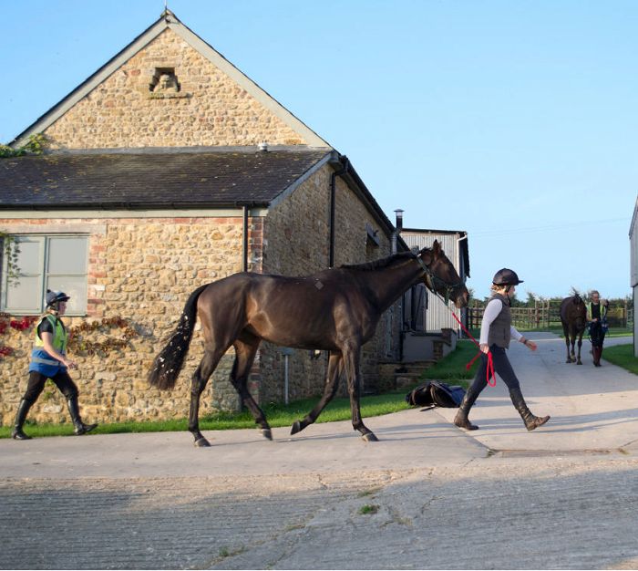 Bezpieczeństwo przy koniu – podstawowe zasady